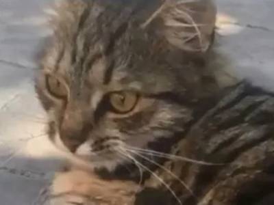 «Ловит мышей и дружит с ними»: в Сети появился забавный ролик о любвеобильной кошке