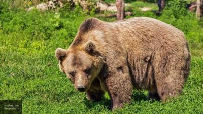 Бабушка из Якутии нарычала на медведя и спасла себе жизнь