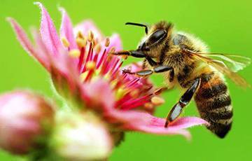 Пчелы оказались способны к дрессировке
