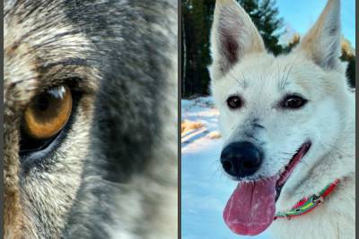 Волки в Челмужах: в карельском селе волк утащил собаку