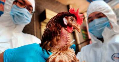 На севере Казахстана зафиксирована вспышка птичьего гриппа