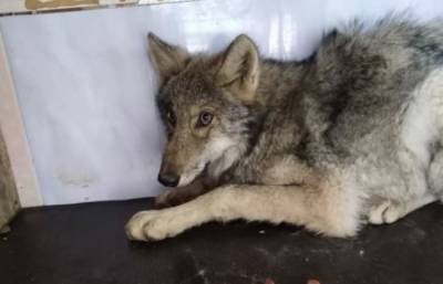 В Северобайкальске волк пробрался в приют для собак
