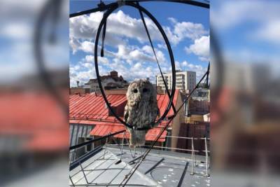 В центре Москвы спасли сову, запутавшуюся в проводах
