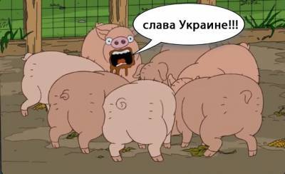 Украинский пограничник выложил в TikTok видео про свиней и посвятил его ВСУ