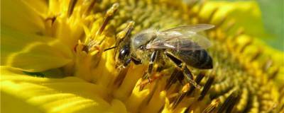 Ученые научились дрессировать пчел