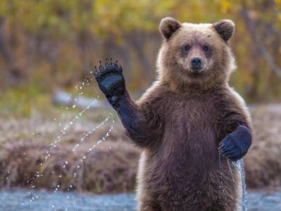 Бесцеремонный медведь разбудил домовладельца, который беспечно дремал у бассейна