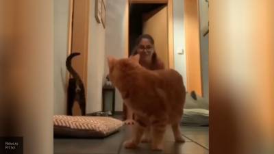 "Котонавирус": в Сети появилось видео девушки, которая пародирует кошек