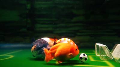 Подводное дерби: житель Китая научил рыб играть в футбол