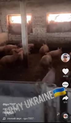 Пограничник в TikTok сравнил украинских военных со свиньями – офицер ВСУ