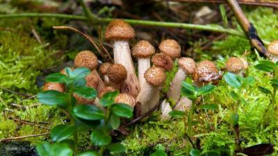 В Нидерландах разработали гроб из грибного мицелия