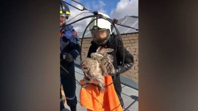 С крыши дома в центре Москвы спасли атакованную воронами сову