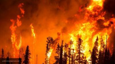 Власти Магаданской области сообщили о крупных лесных пожарах
