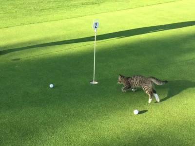 Девушка сыграла в гольф с кошкой: видео стало вирусным