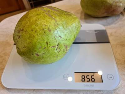 Украинский фермер вырастил чудо-груши: один плод весит почти килограмм