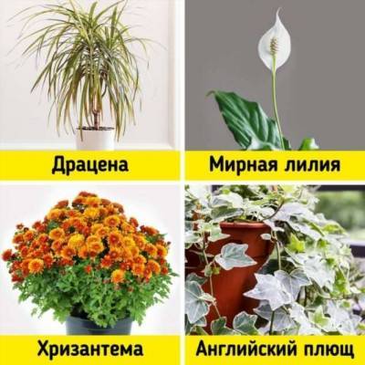 20+ комнатных растений, которые и интерьер украсят, и пользу принесут