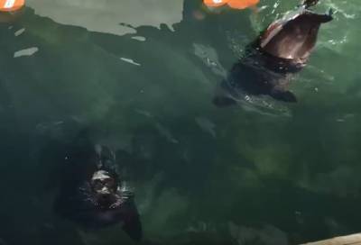Видео: нерпенок Шлиссик выгнал старшего товарища Крошика из бассейна