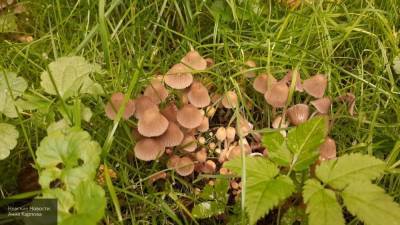 Ученые из Нидерландов создали экологичные гробы из грибов