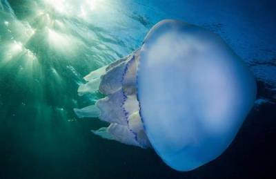 Огромные медузы продолжают пугать отдыхающих на Азовском море