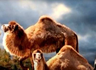 В Канаде обнаружены ДНК верблюдов ледникового периода, изменившие представления о вымерших видах