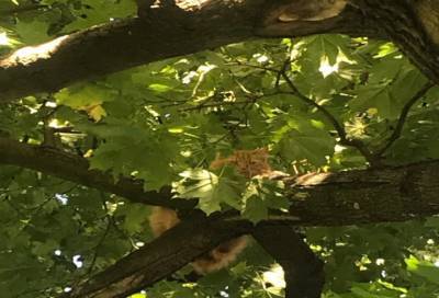 Во Всеволожске спасли кошку, которая больше суток просидела на дереве