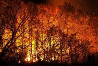 За сутки в России потушили 11 природных пожаров