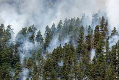 В Рослесхозе обратили внимание на движение лесных пожаров на север