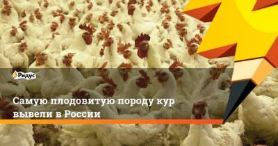 Самую плодовитую породу кур вывели в России