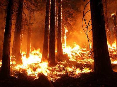 Рослесхоз: География лесных пожаров расширяется на север страны