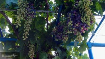 Агроном рассказал, какую опасность может нести виноград