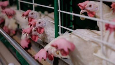 Более 180 000 кур за сутки убил птичий грипп в СКО