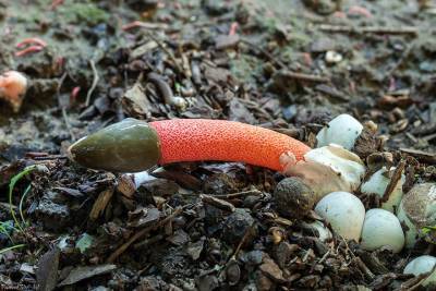 В костромских лесах можно найти «краснокнижные» грибы