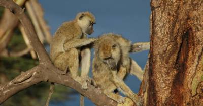 Самцы бабуинов с близкими подругами живут дольше остальных