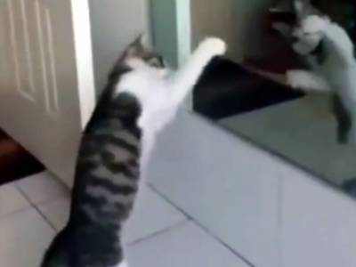 Хит из соцсетей: коту у зеркала отличился ритмичным танцем на двух лапах