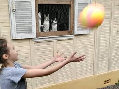 «Да дайте же им мяч уже!»: милая реакция котят на игру попала на видео