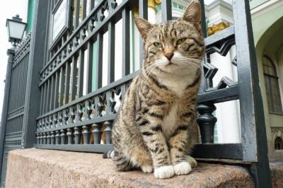 В Испании мужчина завел в квартире 110 кошек