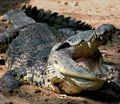 ЮАР заинтересована в поставках в Украину крокодилье мясо