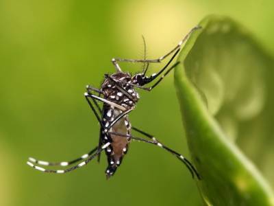 Комбинация двух вирусов, переносимых комарами, может спровоцировать инсульт