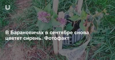 В Барановичах в сентябре снова цветет сирень. Фотофакт - news.tut.by