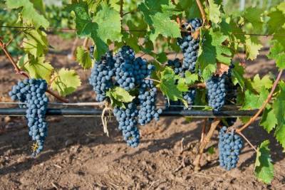Стало известно, когда виноград опасен для здоровья