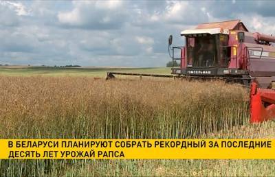 Белорусские аграрии планируют собрать рекордный за последние 10 лет урожай рапса