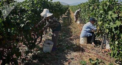 Ртвели 2020: в Кахети переработано 120 тысяч тонн винограда