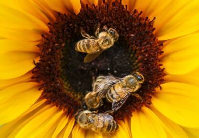 Ученые выяснили, что пчелы поддаются дрессировке