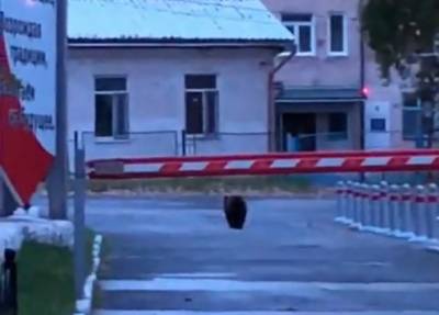 «Ситуация серьезная». В Свердловской области участились выходы медведей в города