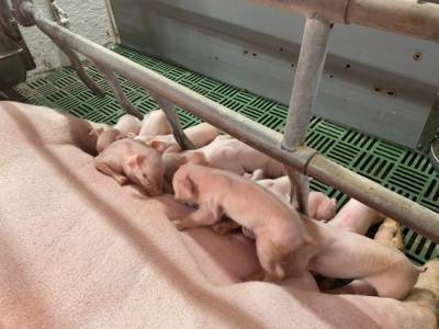Томский холдинг «Сибагро» станет вторым производителем свинины в России после «Мираторга»