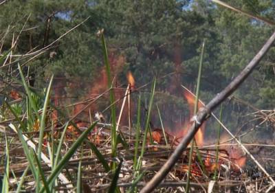 МЧС: до 24 сентября на Дону сохранится чрезвычайная пожароопасность