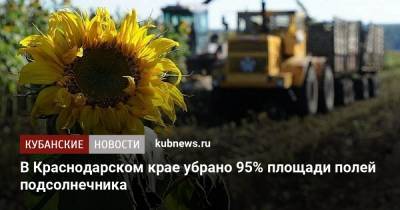 В Краснодарском крае убрано 95% площади полей подсолнечника