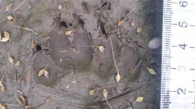 На Кубани обнаружили следы редкого зверя