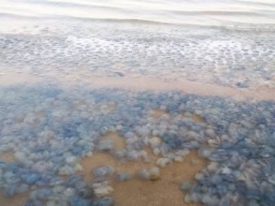 Полчище медуз напугало туристов на популярном азовском курорте