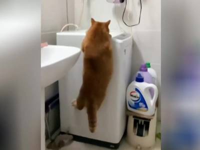 «Он пытался»: толстый кот не смог победить гравитацию и рассмешил пользователей Сети