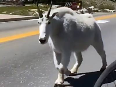 Гигантская коза напугала жителей гор в США